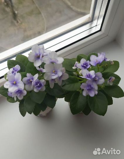 Фиалка - ук.листы - 5 сортов