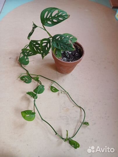 Монстера манки