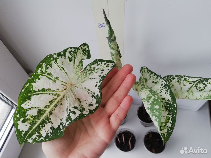 Каладиум Bicolor (раскрывает листы)