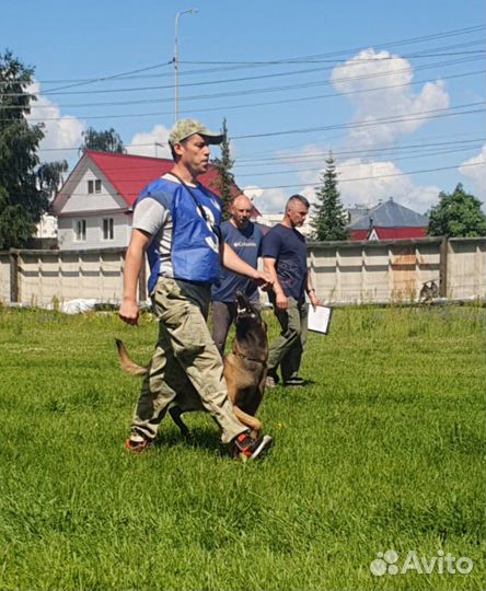 Воспитание собак