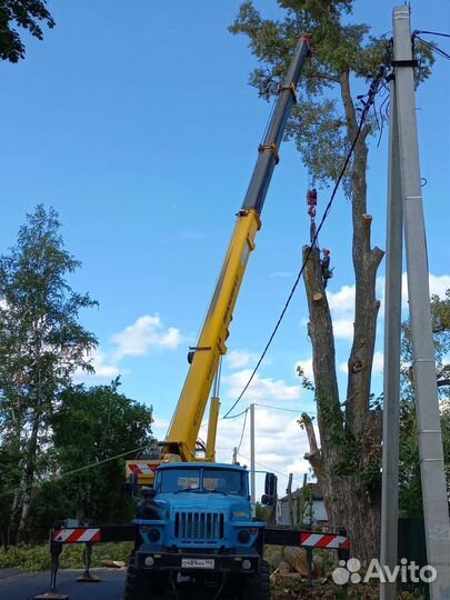 Спил деревьев