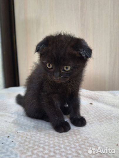 Котята вислоухие