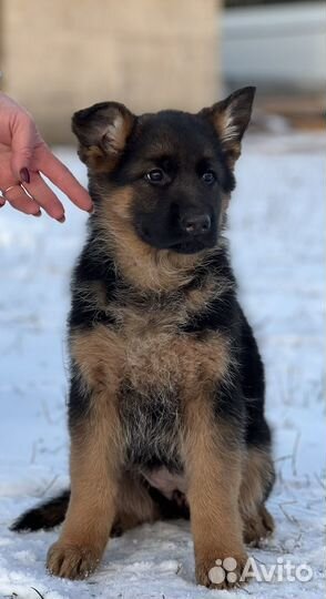 Немецкая овчарка щенки с документами