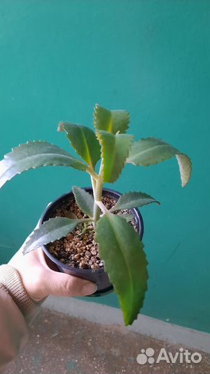 Каланхое лечебное