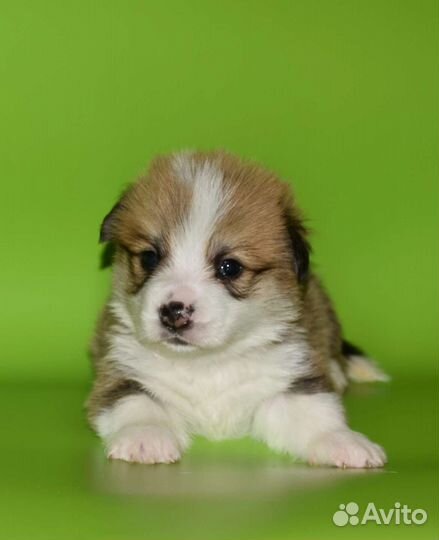 Высокопородные щенки вельш корги пемброк