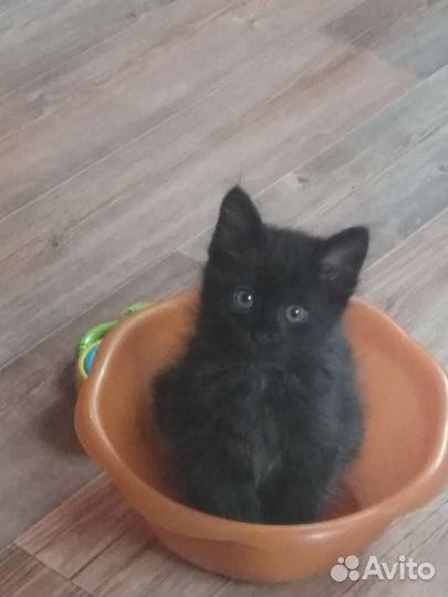 Котята в добрые руки бесплатно коты