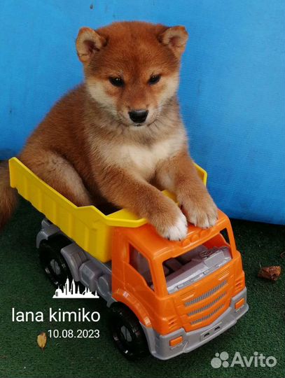 Щенки сиба шиба ину