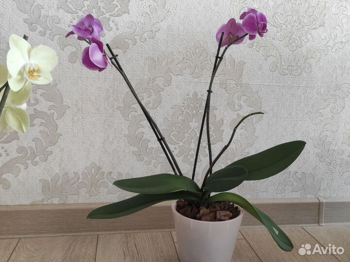 Орхидея фаленопсис