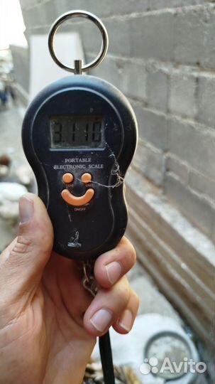 Бойцовая кура