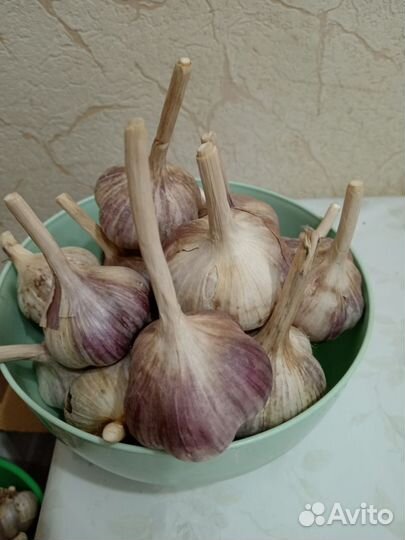 Чеснок домашний