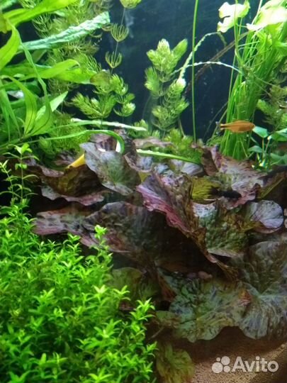 Аквариумные растения, прополка