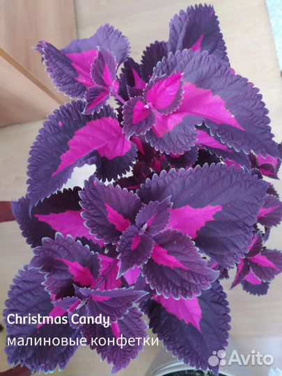 Цветы Колеусы