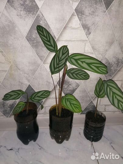 Ктенанта комнатный цветок саженцы