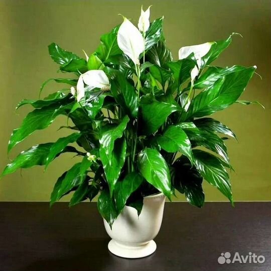 Продам цветы комнатные