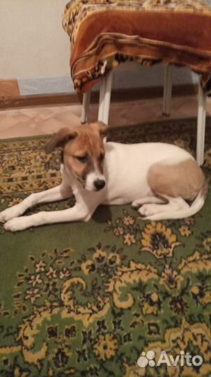 Найдена собака