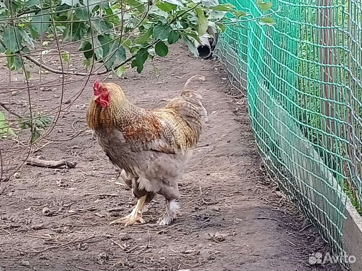 Петухи