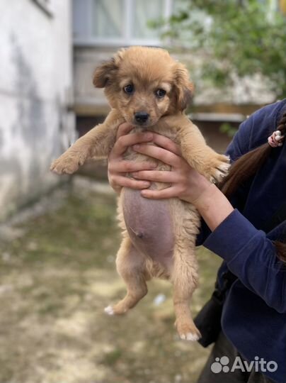 Ваша собака нашла вас