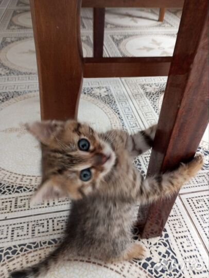 Бенгальская