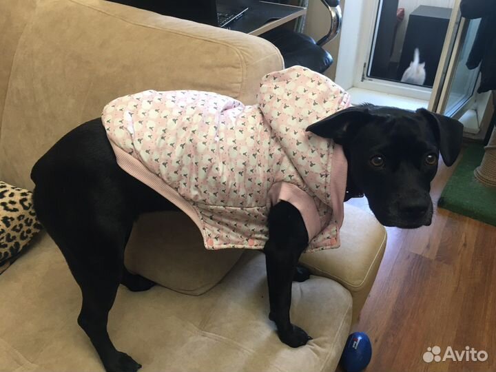 Одежда для собак xxl