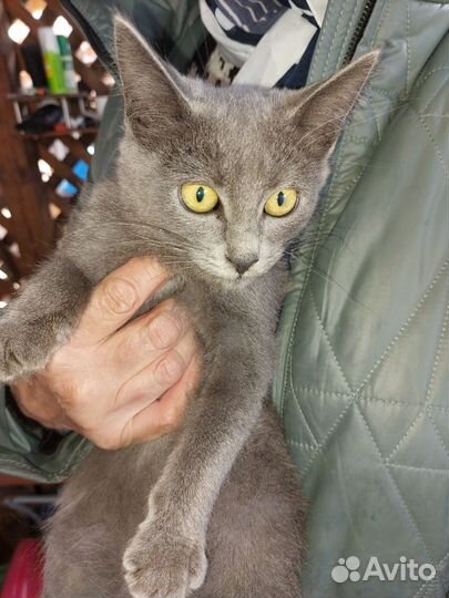 Котик