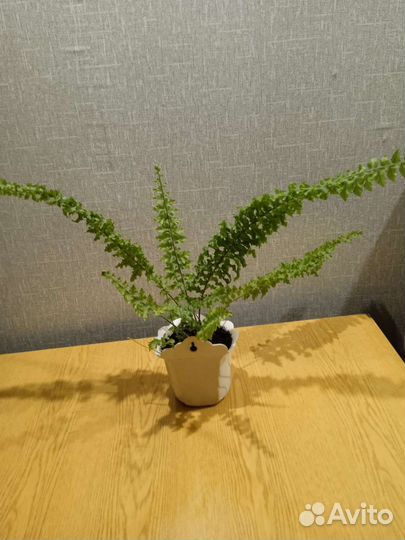 Папоротник