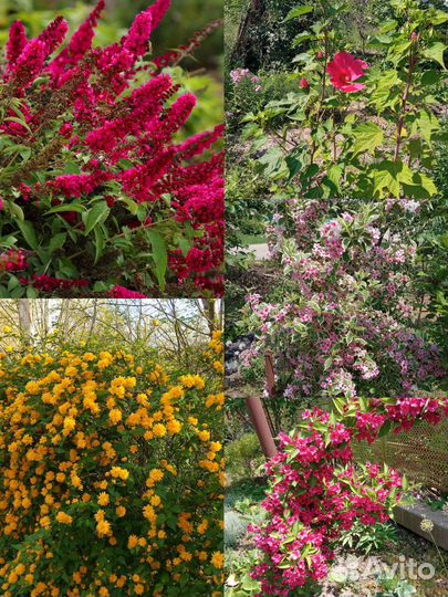 Цветы и кустарники