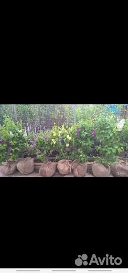 Плодовые крупномеры, Подмосковный Питомник Дворик