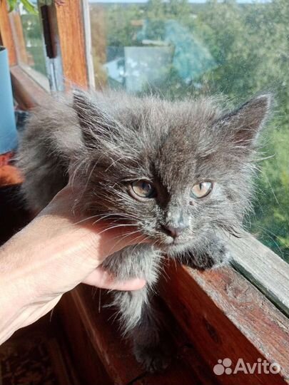 Кошка в дар бесплатно