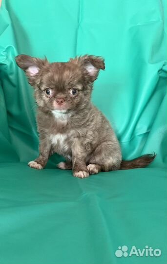 Чихуахуа
