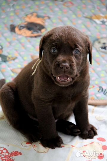 Щенки лабрадор ретривер шоколадного окраса