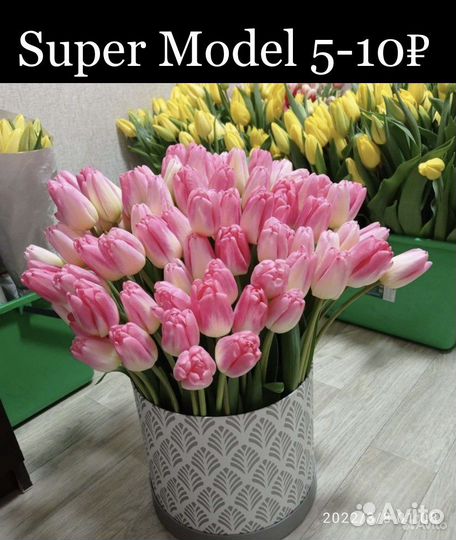 Луковицы тюльпанов