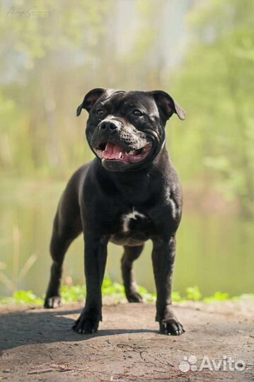 Английский Стафордширский бультерьер