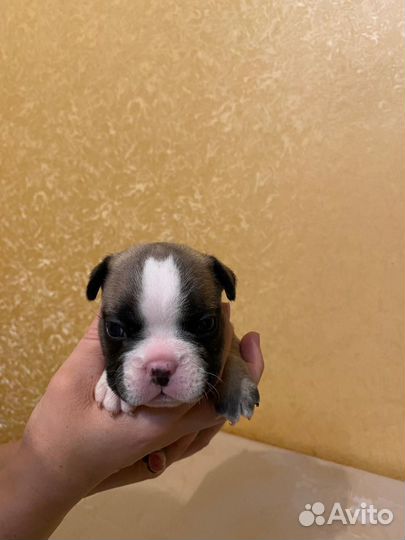 Французский бульдог