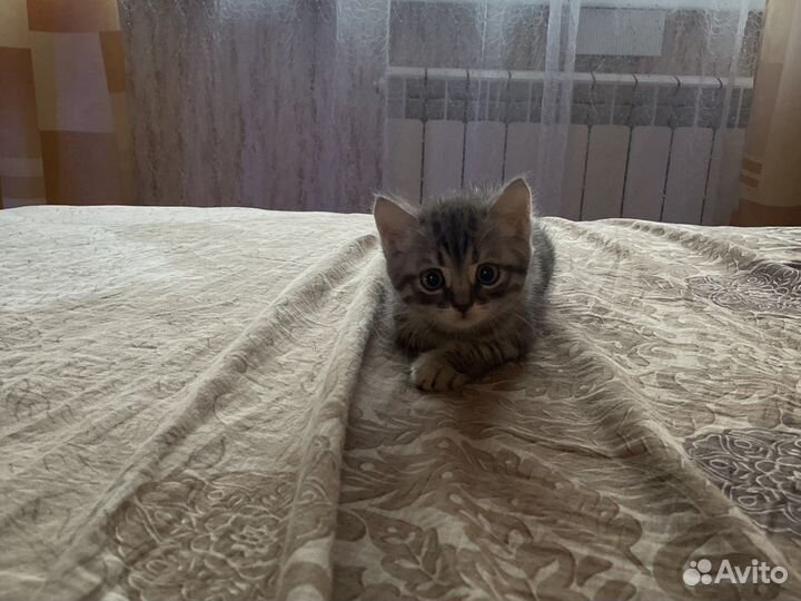 Котенок 1'5 месяца