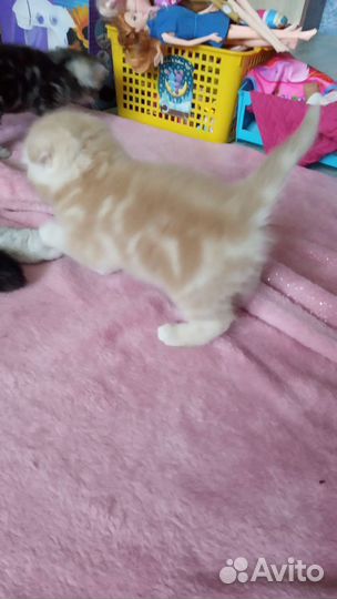Шотландские котята