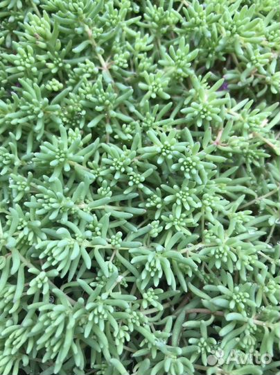 Очиток почвопокровный