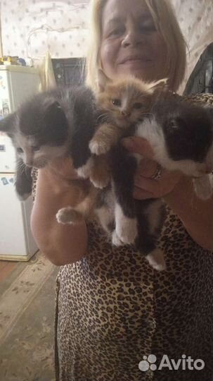 Кошка в дар