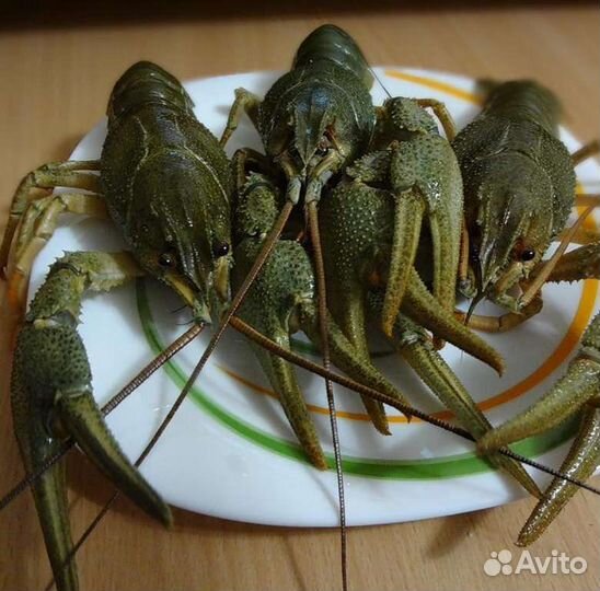 Раки живые/вареные