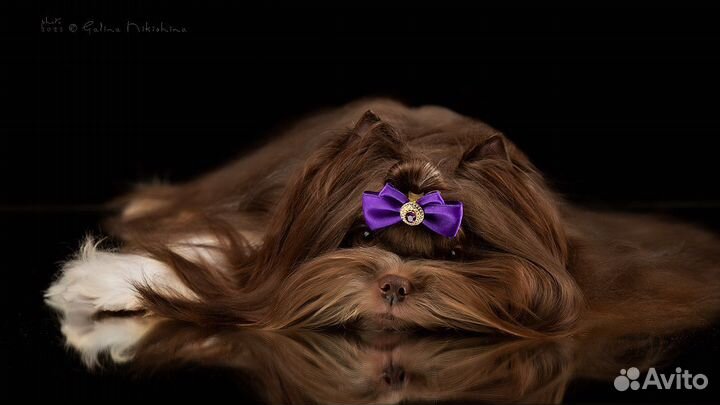 Роскошный мальчик биро вязка