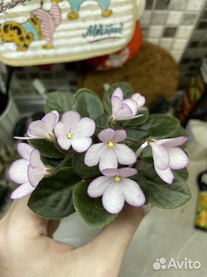 Черенки сортовых фиалок на срез