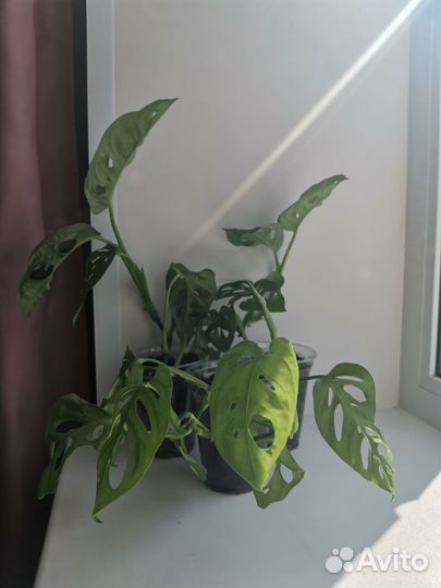 Монстера манки маск