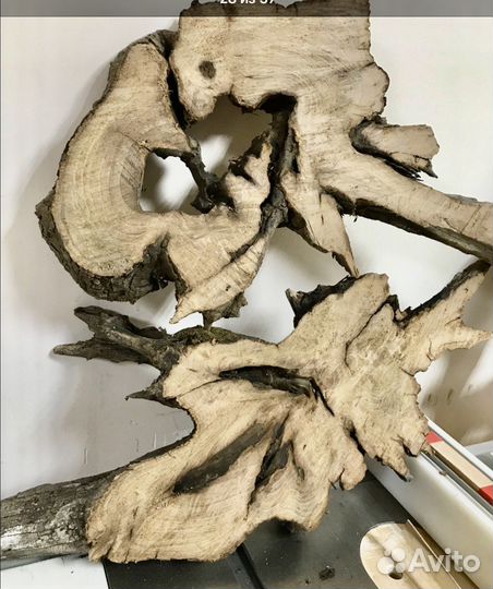 Каповый тополь