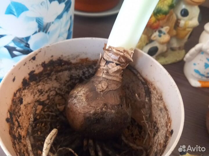 Гиппераструм луковицы