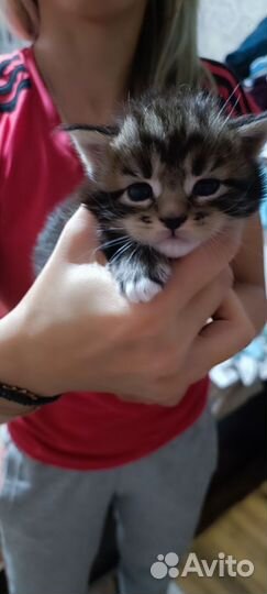 Котенок мейн-кун