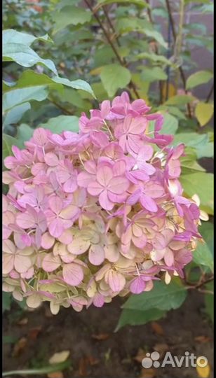 Гортензия Анабель белая