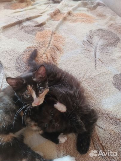 Котята в добрые руки бесплатно