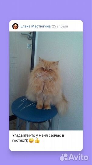 Зоопсихолог.Коррекция поведения собак и кошек