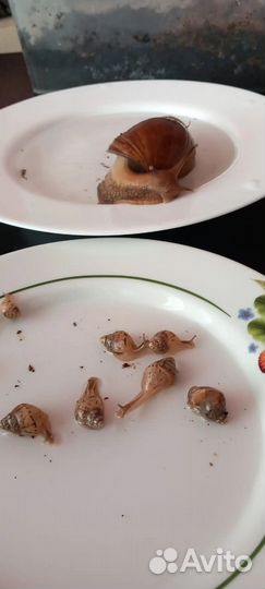 Улитки Ахатины