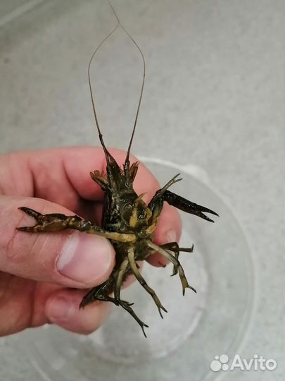 Мраморный аквариумный рак на корм