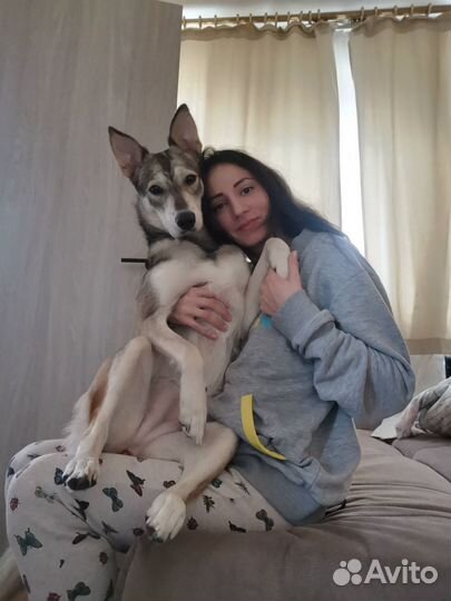 Собака в добрые руки